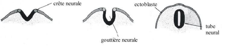 Coupe du tube neural