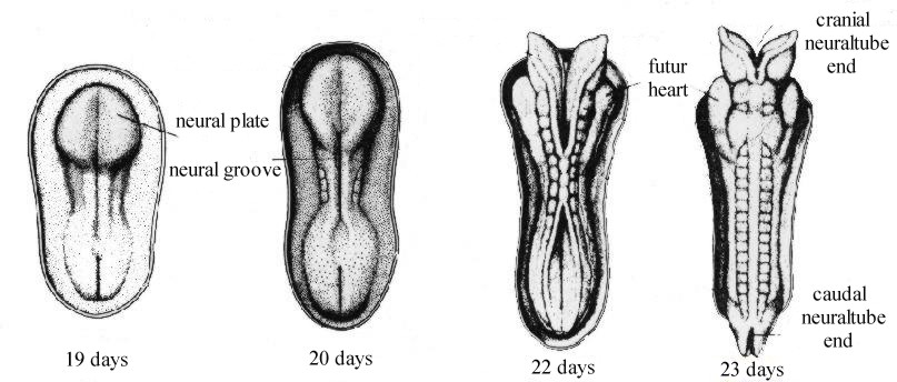 Developpement of the neural tube