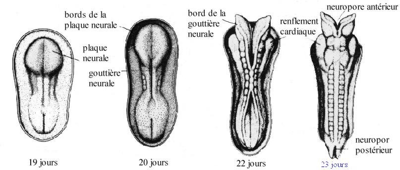 Developpement du tube neural