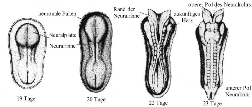 Entwicklung des Neuralrohrs