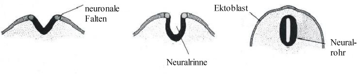 Schnitt des Neuralrohrs